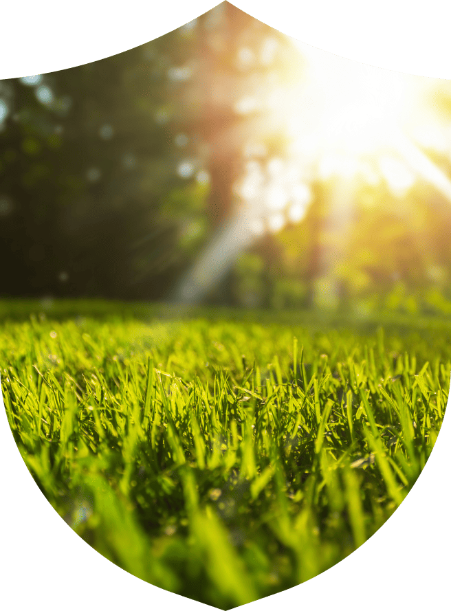 Golf course grass with sun coming through the trees